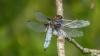 Libellula depressa